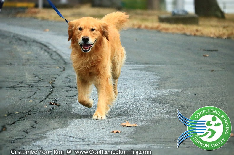 Photos | Orange Runners Club Winter Series Race #2